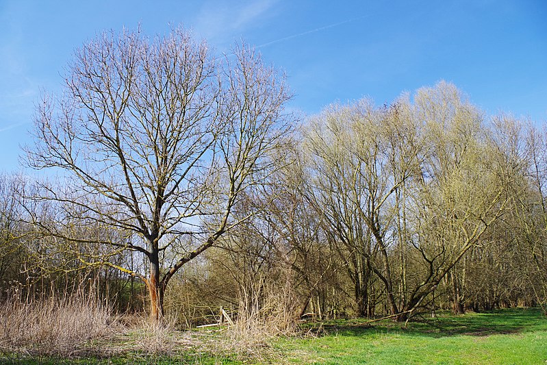 File:NSG HA 053 Haseder Busch - östlich der Innerste (2).jpg